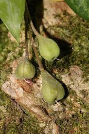 Attēlu rezultāti vaicājumam “Diderma umbilicatum stalked”