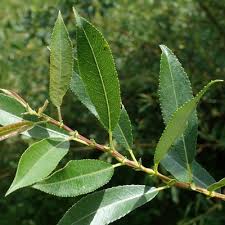 Attēlu rezultāti vaicājumam “Salix triandra leaf”