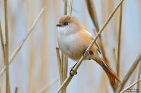 Attēlu rezultāti vaicājumam “Panurus biarmicus”