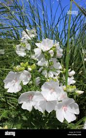 Image result for Malva moschata alba