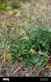 Attēlu rezultāti vaicājumam “Agrimonia eupatoria leaf”