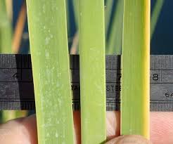 Attēlu rezultāti vaicājumam “Typha angustifolia  leaf”