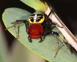 Attēlu rezultāti vaicājumam “Thomisidae”