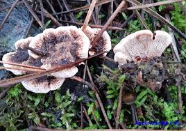 Attēlu rezultāti vaicājumam “Hydnellum ferrugineum”