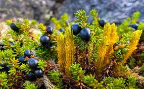 Attēlu rezultāti vaicājumam “Empetrum nigrum fruit”