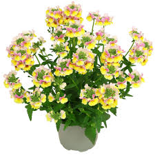 Image result for Elfenspiegel