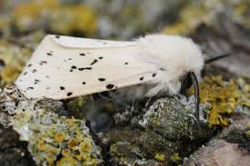 Attēlu rezultāti vaicājumam “Spilosoma lubricipeda”