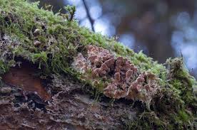 Attēlu rezultāti vaicājumam “Steccherinum bourdotii”