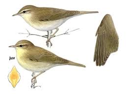 Attēlu rezultāti vaicājumam “Phylloscopus trochilus nest”