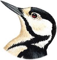 Attēlu rezultāti vaicājumam “Dendrocopos major”