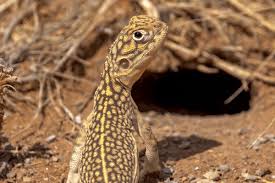 Image result for Central Weald Dragons