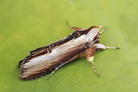 Attēlu rezultāti vaicājumam “Cucullia verbasci”