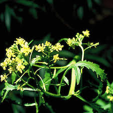 Attēlu rezultāti vaicājumam “Rorippa palustris leaf”