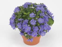 Image result for Campanula isophylla