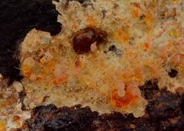 Attēlu rezultāti vaicājumam “Amaurochaete atra young”