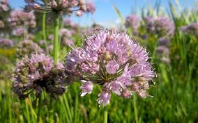 Image result for Schnittknoblauch