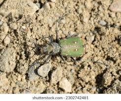 Attēlu rezultāti vaicājumam “Cicindela campestris imago”