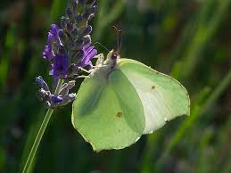 Attēlu rezultāti vaicājumam “Gonepteryx rhamni female”