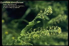 Attēlu rezultāti vaicājumam “Lepidium densiflorum flower”