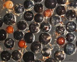 Attēlu rezultāti vaicājumam “Comatricha elegans var. microspora spores”