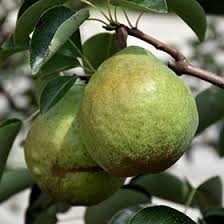 Attēlu rezultāti vaicājumam “Pyrus communis fruit”