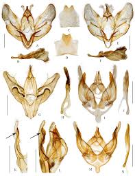 Attēlu rezultāti vaicājumam “Thalera fimbrialis”