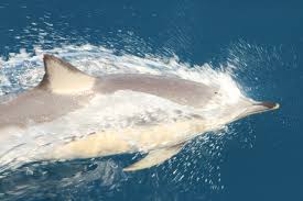 Image result for Delphinus delphis