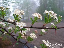 Attēlu rezultāti vaicājumam “Crataegus douglasii”