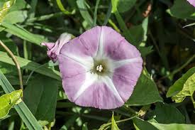 Attēlu rezultāti vaicājumam “Calystegia inflata”