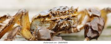 Image result for Eriocheir sinensis