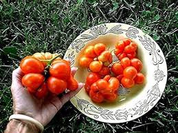 Afbeeldingsresultaat voor voyage tomato