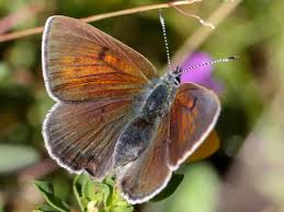 Attēlu rezultāti vaicājumam “Lycaena hippothoe underside”