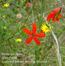 Attēlu rezultāti vaicājumam “Lycogala succineum sessile”
