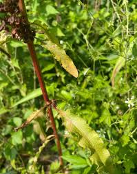 Attēlu rezultāti vaicājumam “Rumex crispus fruit”