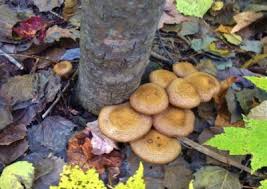 Attēlu rezultāti vaicājumam “Armillaria mellea”