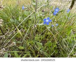 Attēlu rezultāti vaicājumam “Anchusa arvensis flower”
