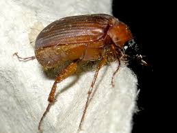 Attēlu rezultāti vaicājumam “Serica brunnea”