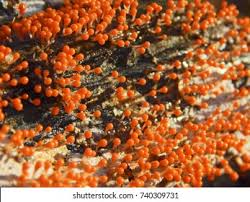 Attēlu rezultāti vaicājumam “Physarum decipiens”