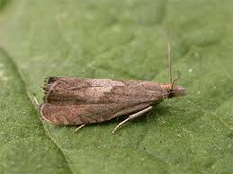 Attēlu rezultāti vaicājumam “Dichrorampha simpliciana”