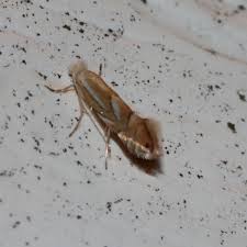 Attēlu rezultāti vaicājumam “Phyllonorycter sp.”