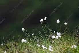 Attēlu rezultāti vaicājumam “Eriophorum angustifolium flower”
