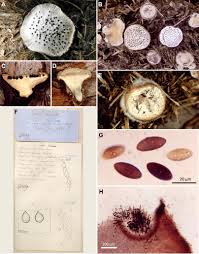 Attēlu rezultāti vaicājumam “Poronia punctata”