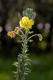 Image result for Oenothera biennis