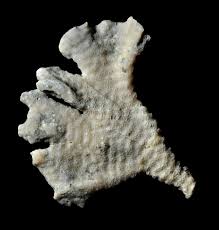 Attēlu rezultāti vaicājumam “Bryozoa”