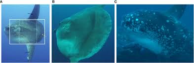 Image result for Mola alexandrini