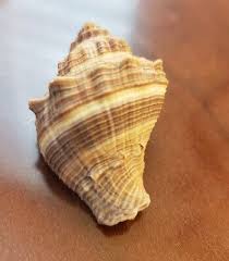 Image result for Melongena corona