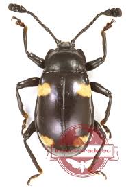 Attēlu rezultāti vaicājumam “Endomychidae”