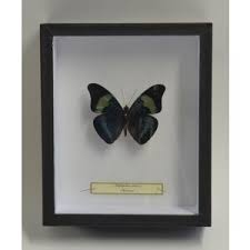 Attēlu rezultāti vaicājumam “Vanessa atalanta upperside”