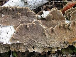 Attēlu rezultāti vaicājumam “Cerrena unicolor”