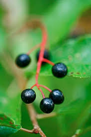 Attēlu rezultāti vaicājumam “Padus avium fruit”